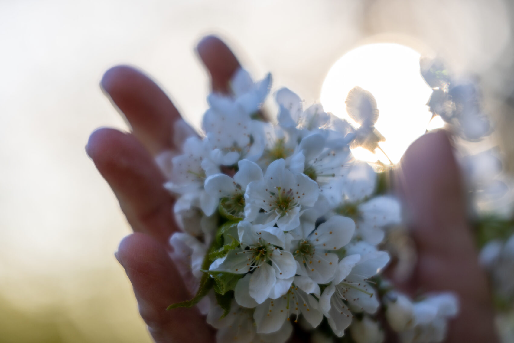 eine Hand greift in frische kleine weiße Blüten, im Hintergrund ist das Licht der Sonne zu sehen